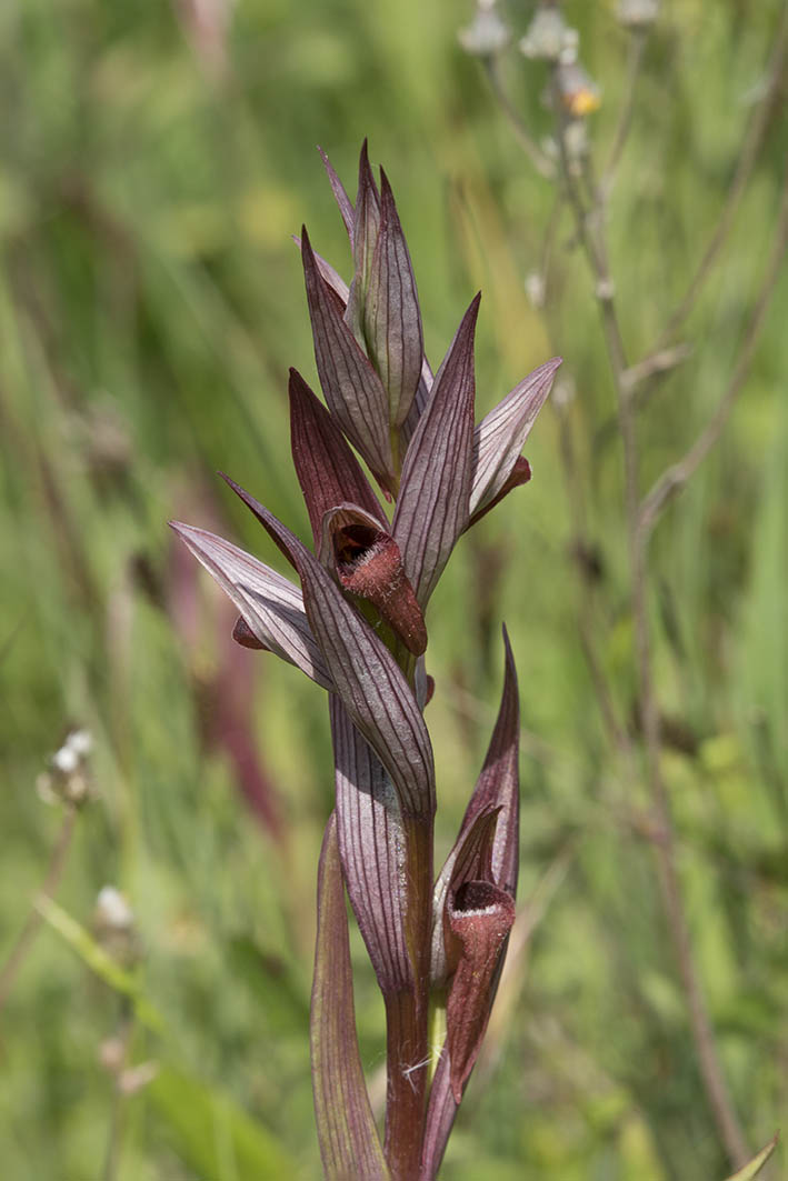 Serapias vomeracea / Serapide maggiore